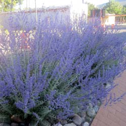 Perovskia 'Blue spire'